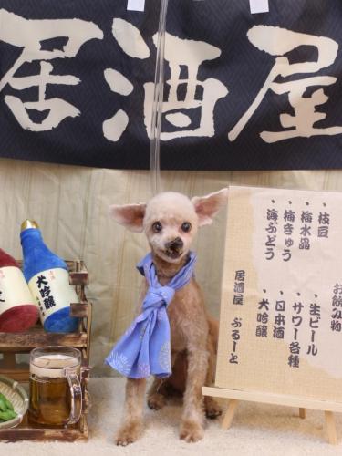 20240611プーちゃん